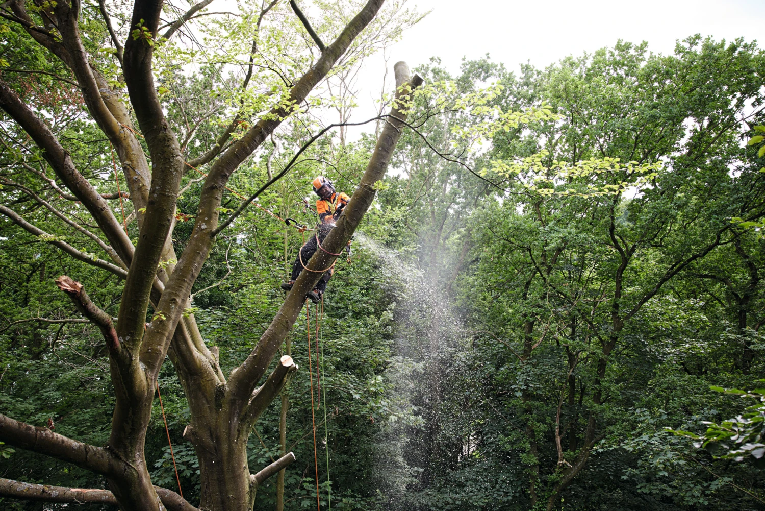 Stihl MSA 220 T Cordless Chainsaw - AP System 7 Stihl MSA 220 T Cordless Chainsaw - AP System - Image 7